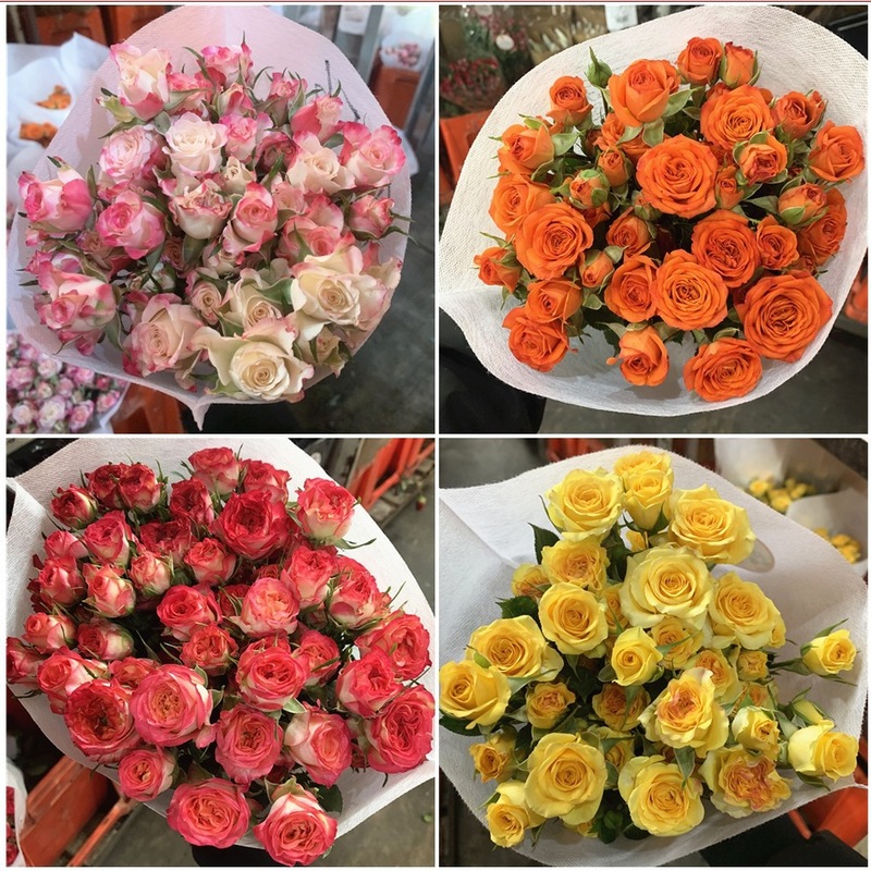 花雲南養生基地直送花バブルカプチーノ小多頭バラ花水チョコレート|undefined