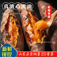 正宗山东烟薯25号蜜薯红薯新鲜挖糖心流油番薯红薯烤地瓜香甜软糯