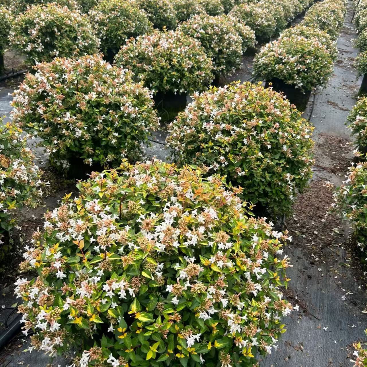 盆栽新款地栽灌木金叶大花六道木庭院阳台覌叶覌花植物带花满包邮-阿里巴巴