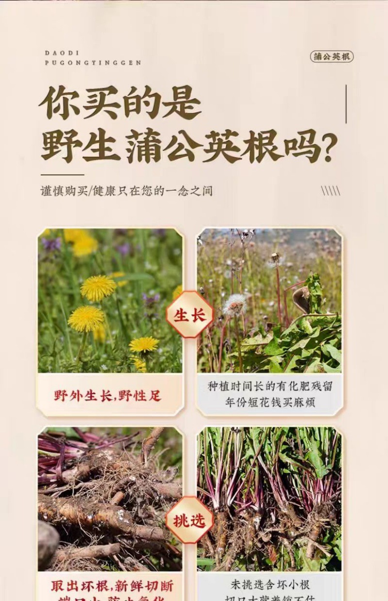 Dandelion Root (Taraxacum officinale) — Dried Pugongying Gen Herbal Tea & Decoction Pieces key features