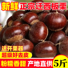 2024年新货现摘迁西板栗生新鲜栗子河北板栗野生油栗大锥栗小