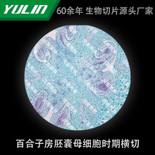 百合子房胚囊母细胞时期横切生物动物植物细胞载玻片观察实验高校