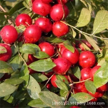 优质钙果苗 中华钙果树苗一件代发 当年种当年接 品种纯正