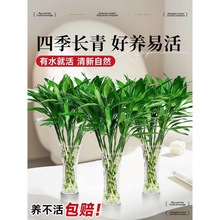 Fˮֲ͏dаlؔӹ߾G}GֲԻֲ҃Ȼ