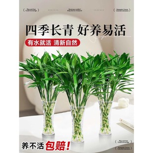 ���F��ˮ��ֲ��͏d�аlؔ���ӹ����߾G�}�Gֲ���Ի���ֲ���҃Ȼ�