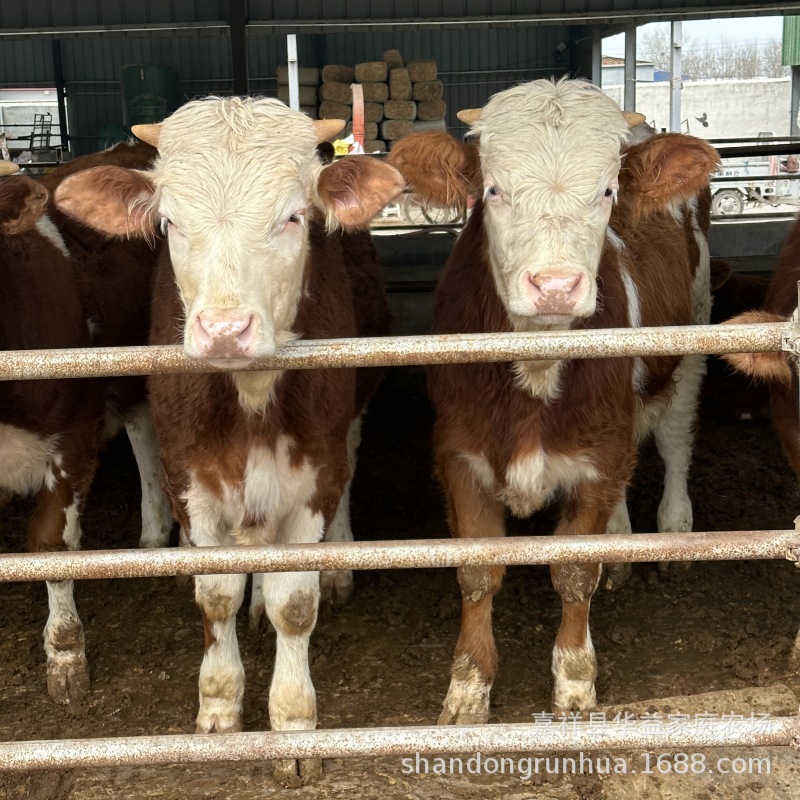 鲁西黄牛小牛 活牛牛苗 西门塔尔牛犊 甘肃小牛苗多少一头