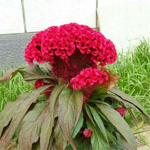 �^���u�ڻ��N�Ӵ����ݻ��͟��ͺ����^�����ļ��N���ԑ�������