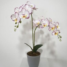 ����8�^֦�zƬ�����m���滨�͏d������֦����bٻ��廨����