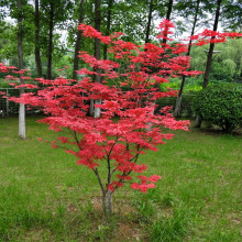 红枫树苗盆栽四季花卉阳台庭院植物别墅风景树耐寒日本红枫树盆景