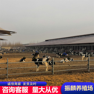 �ڰ׻���ţ �߮a��ţ�����u��  ���T����ţ �����Sţ