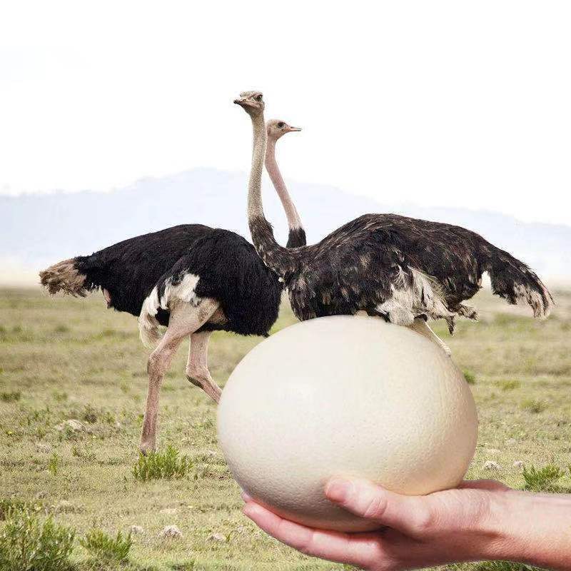 特大号非洲鸵鸟蛋新鲜鸸鹋蛋可食用非受精鸵鸟蛋端午撞蛋顺丰厂家
