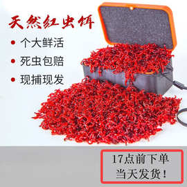 特大红虫活饵鲜活黑坑拉饵小虫蚯蚓秋冬野钓黑头公虫鲫鱼饵丝逸界