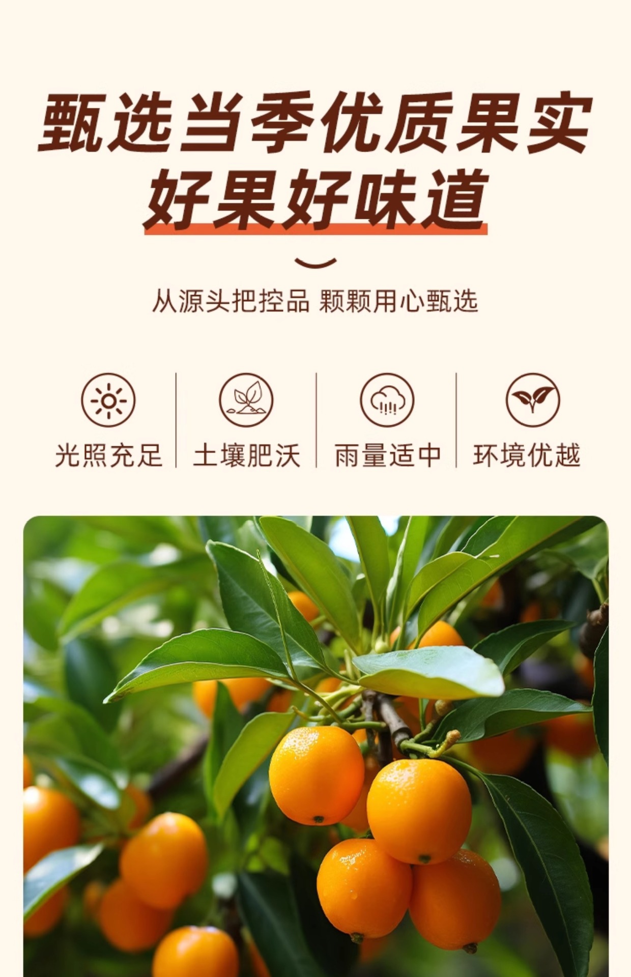Licorice Kumquat Dried Fruit Snack Gan Cao Jin Ju 250g Jar Ready to Eat Preserved Kumquat overview