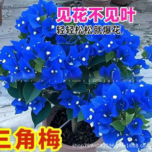 ���羳��؛������÷�N�������ذ�����÷�N���ļ��_���t����÷�N��