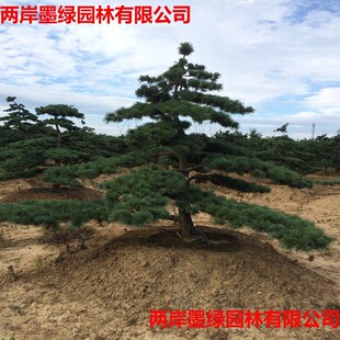 �����G����ľ ̩����������� �����2-3����Ȼ��  Ҏ���Rȫ