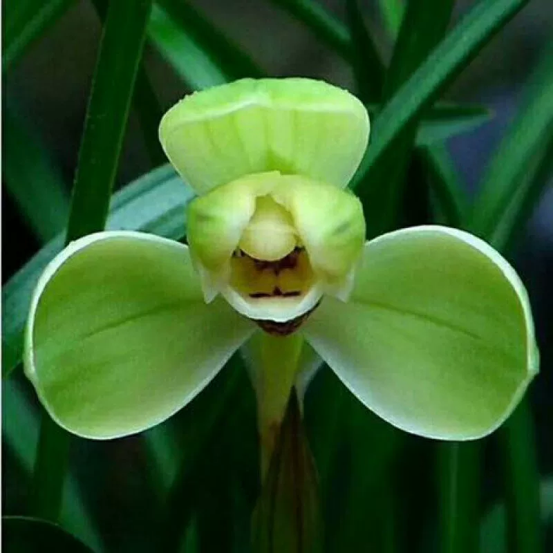 Орхидея, ароматные лепестки лотоса, рассада орхидеи, цветы в горшках, легко выращиваемые зеленые растения, орхидея, четырехсезонная орхидея, летние бутоны, бонсай