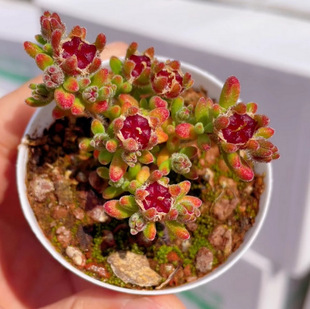 Ruby Branches Care Controlled Small Old Pile Apricot 5.5cm Pot Reference Real Shot Succulents