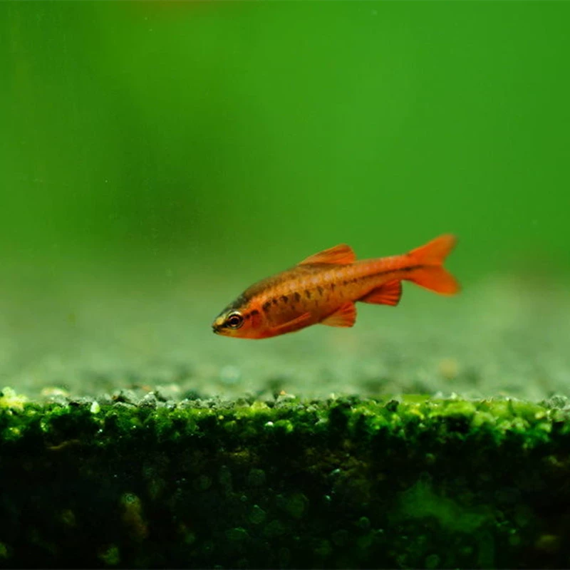 Пакет живых рыбок-фонариков с длинным хвостом, маленькие рыбки-фонарики, тропические декоративные рыбки, оптовая продажа для рыбоводческих хозяйств, маленькие тропические рыбки