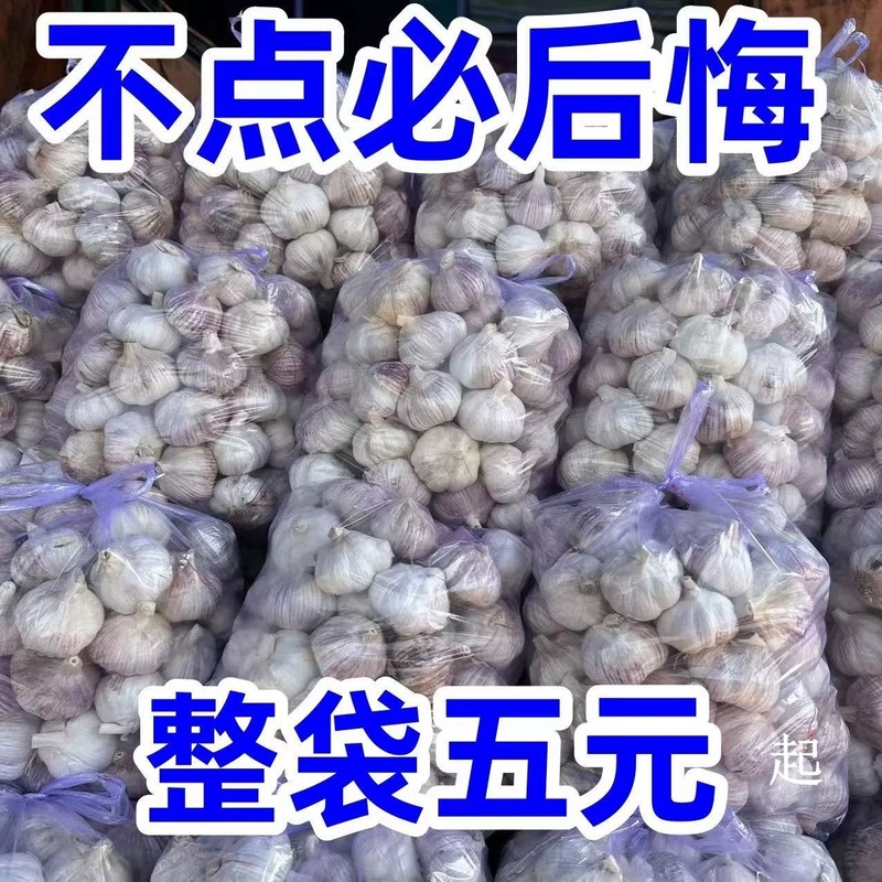 2024山東金郷紫皮ニンニク乾燥ニンニク5斤10斤新鮮多弁農家新ニンニク頭ニンニク頭|undefined