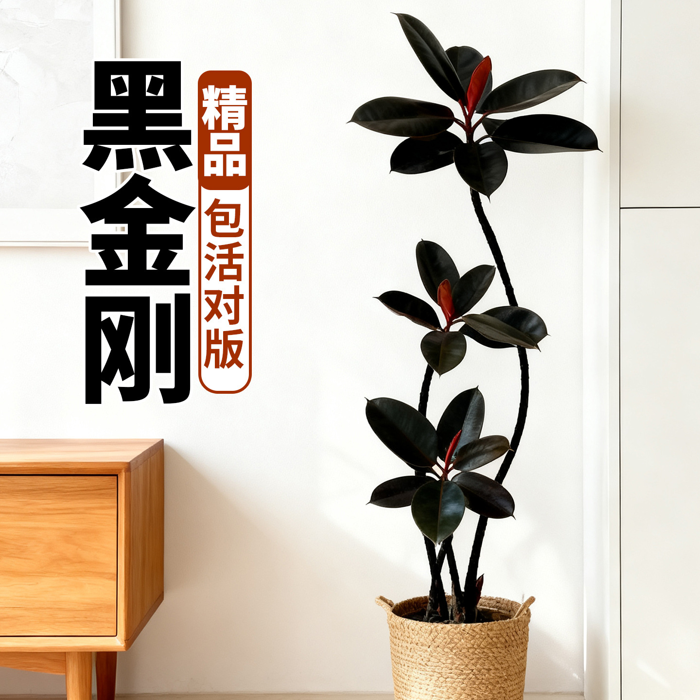黑金刚橡皮树客厅大盆栽造型室内大型绿植四季好养净化空气橡皮树