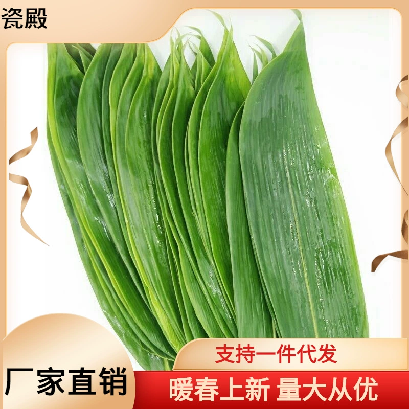 Рongye Baozi Zongzi Свежие крупные средства мебели листовые перчатки Grassless большие листья bald leaf оптовые