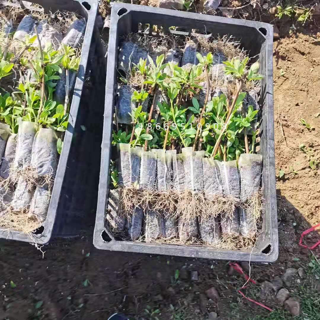 厂家现货金银花苗 地栽盆栽苗 批发营养杯带土球北花一号小苗