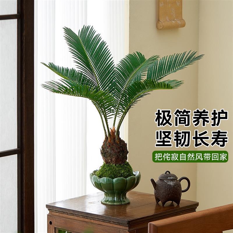 苔藓球铁树水培植物四季常青好养耐阴绿植盆栽家居室内诧寂风盆景