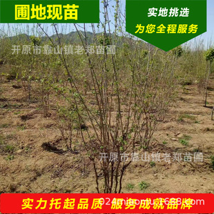 ���Ǘ����煲����l�������ʾG�h��@�^С�^�L���G������ҕ�lӆ؛