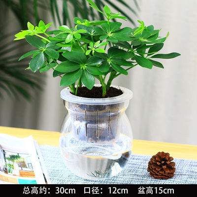 바팡라이카이 4그루(겨울멜론 유리냄비) + 영양액