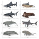 Cross-border simulation children's Marine Animal model mini whale shark dolphin turtle sea lion solid static hand-made ornaments