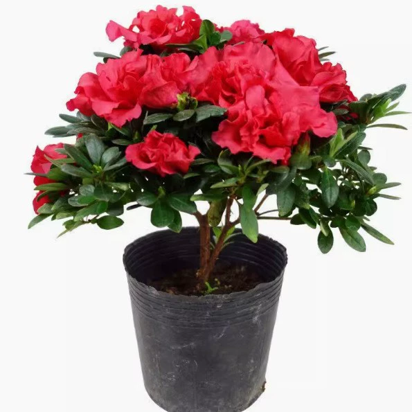 [Оригинальная почва с бутонами] Рододендрон, рассада, горшечные цветы, комнатные и уличные растения для гостиной, балкона, зеленые растения, бонсай