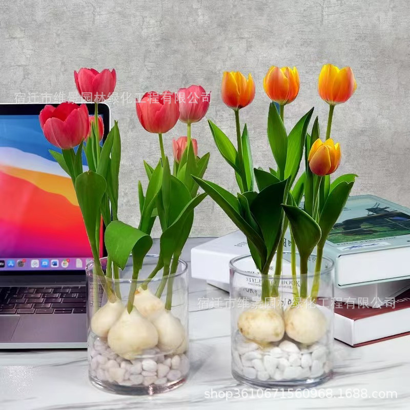 Dutch Imported Large Tulip Bulbs Hydroponic Flower Seeds for Autumn and Winter Indoor and Outdoor New Year's Eve Flowers Blooming Soil Hydroponics