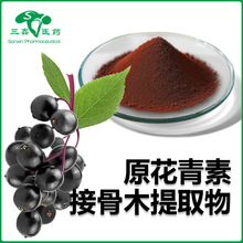原花青素25% 接骨木提取多酚类化合物procyanidins接骨木原花青素