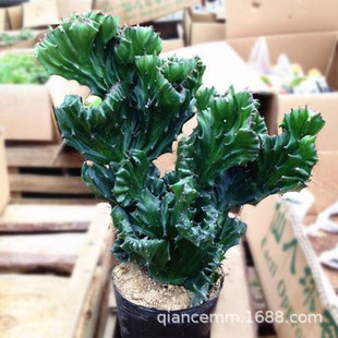 �������ԾGֲ��ɫ�����������°������Ƕ���ֲ���f��ɽ�҃��k����