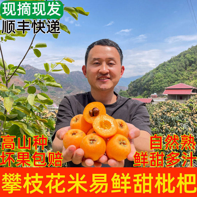 Freshly picked Panzhihua Mianyi fresh loquat Sichuan big five-star pa for pregnant women seasonal fruit SF express 5 free shipping