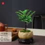 四季小叶桌面盆栽盆景