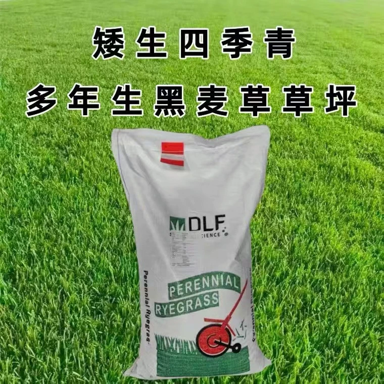 Семян Газонной Травы Импортные Многолетние Семена Райграсса Четыре Сезона Посевные Семян Травы Четыре Сезона Семян Зеленый Газон Дерново