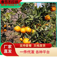 ����38̖�̽ۼt�������Ә���޽������s�̹������Ϸ��Nֲ������