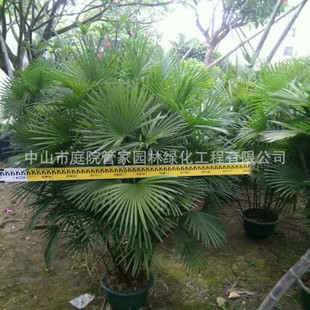 Base Direct Sales Brown Bamboo, Large-Leaf Brown Bamboo, Fine-Leaf Brown Bamboo, Small-Leaf Brown Bamboo, Jinshan Brown Bamboo, Factory House Greening