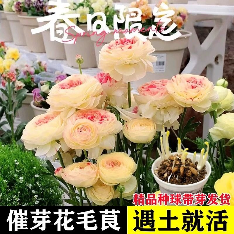 Imported Ranunculus Flower Bulbs, Peony Flower Seedlings, Flower Seeds for Indoor and Outdoor Gardens, Multi-Season Flowering Potted Flower Plants