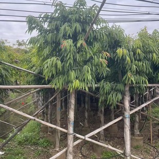 Manufacturer Wholesale of Long-Leaf Banyan, Willow-Leaf Banyan, Fig-Leaf Banyan, Fig-Leaf Rubber Banyan, Landscaping Seedlings Supply
