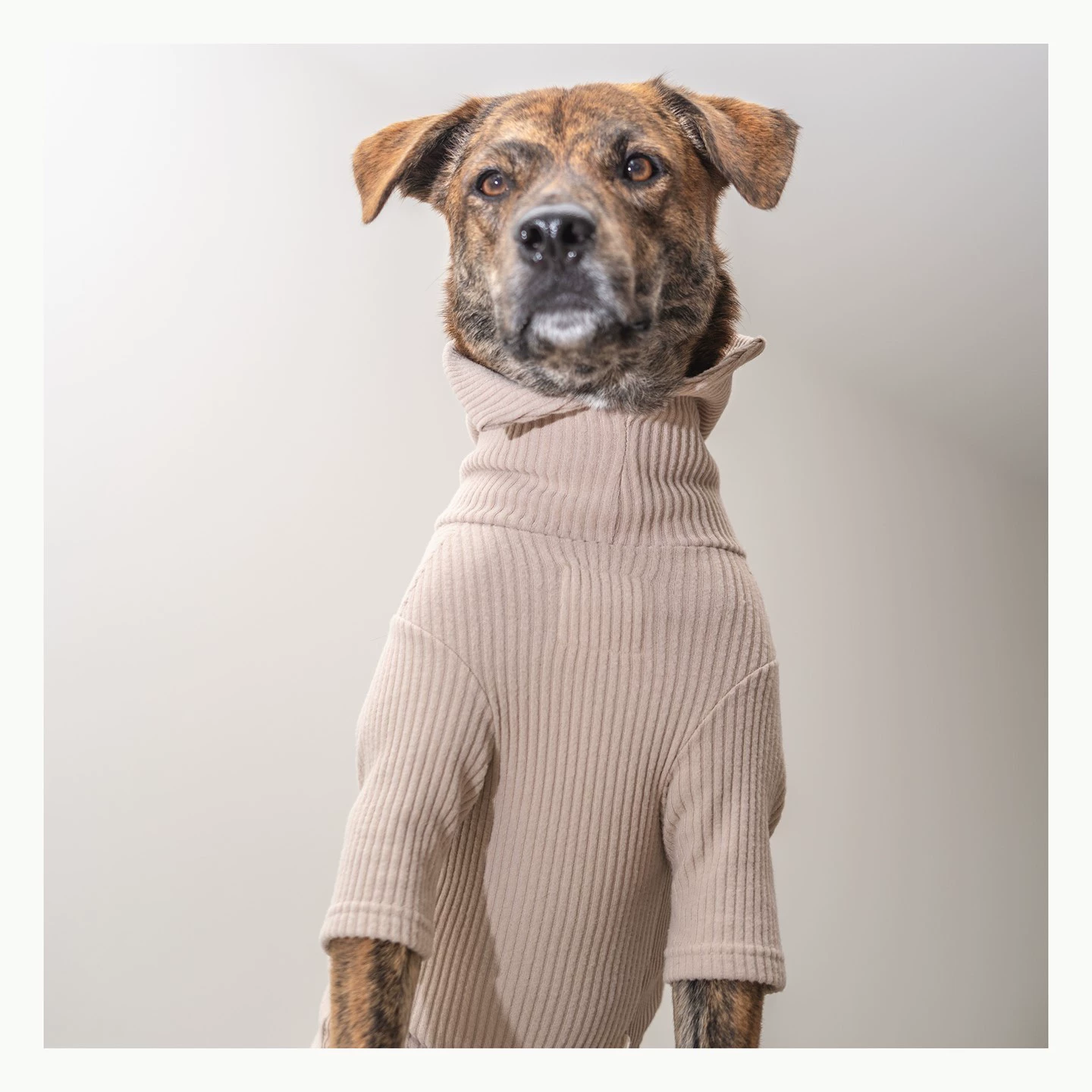 2025 новая популярная Amazon футболка для собак и кошек, плотная и красивая собака, кошка