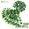 [56片 过胶万年青(1条的价格)]