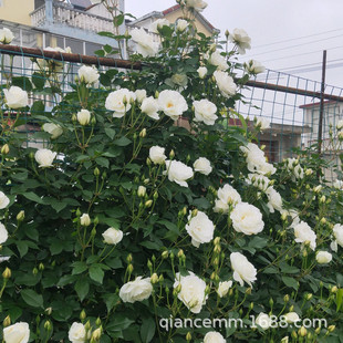 Vine Rose White Iceberg Has a Long Flowering Period and Blooms in Many Seasons. Climbing Rose Arch Fence Wall Multi-Flowered Rose