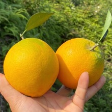 ���M��Ě�ȡ������r�� ��� ζ����֭10���������rˮ��һ�����l