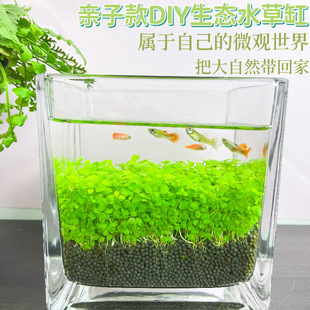 Fish Tank Water Grass Seed Micro Landscape Water Grass Mud Creative Desktop Potted Hydroponic Plant Glass Bottle Water Landscape Pair Leaf
