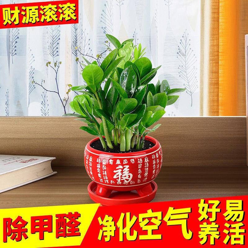 Money Tree Potted Indoor Potted Green Plants Do Not Require Sunlight, Shade-Loving Florals and Green Plants, Large Plants in the Living Room, Easy to Grow and Make Money