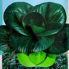 ڴ^KϺ˰ײ˷NӺ~Ͳ̨ļ߲˷N