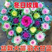 羽衣甘蓝盆栽多年生冬季耐寒花卉玫瑰甘蓝紫甘蓝杯苗种植基地
