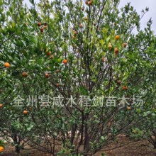 批发桔子树 蜜桔树3-4米别墅庭院景观果树蜜桔